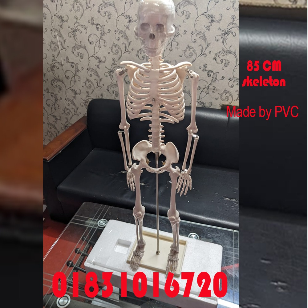 85CM Cheap Plastic Human Skeleton