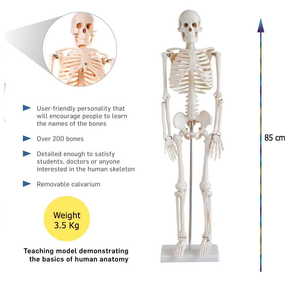 85CM Cheap Plastic Human Skeleton